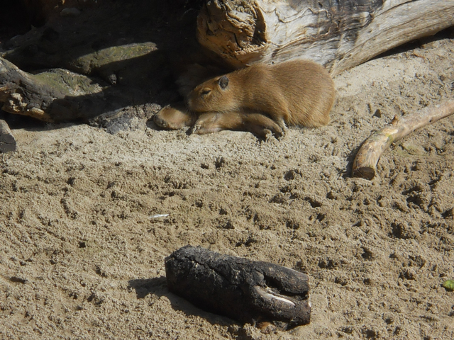 Baby capybaras in Elephant Odyssey