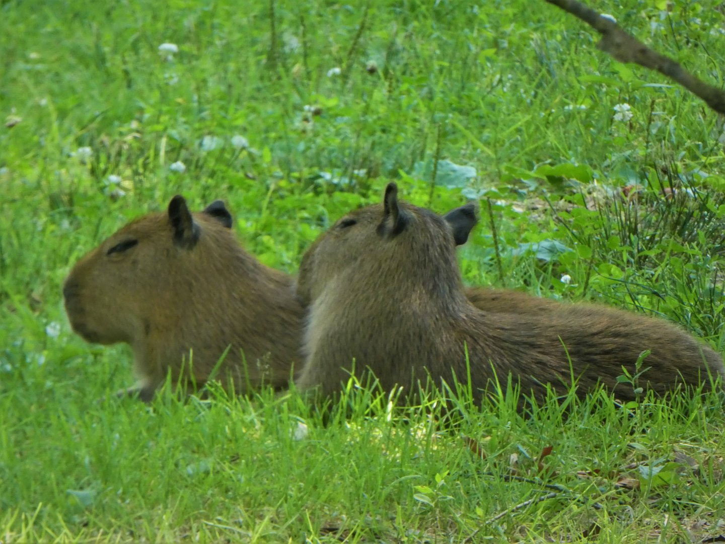 Baby Capybaras