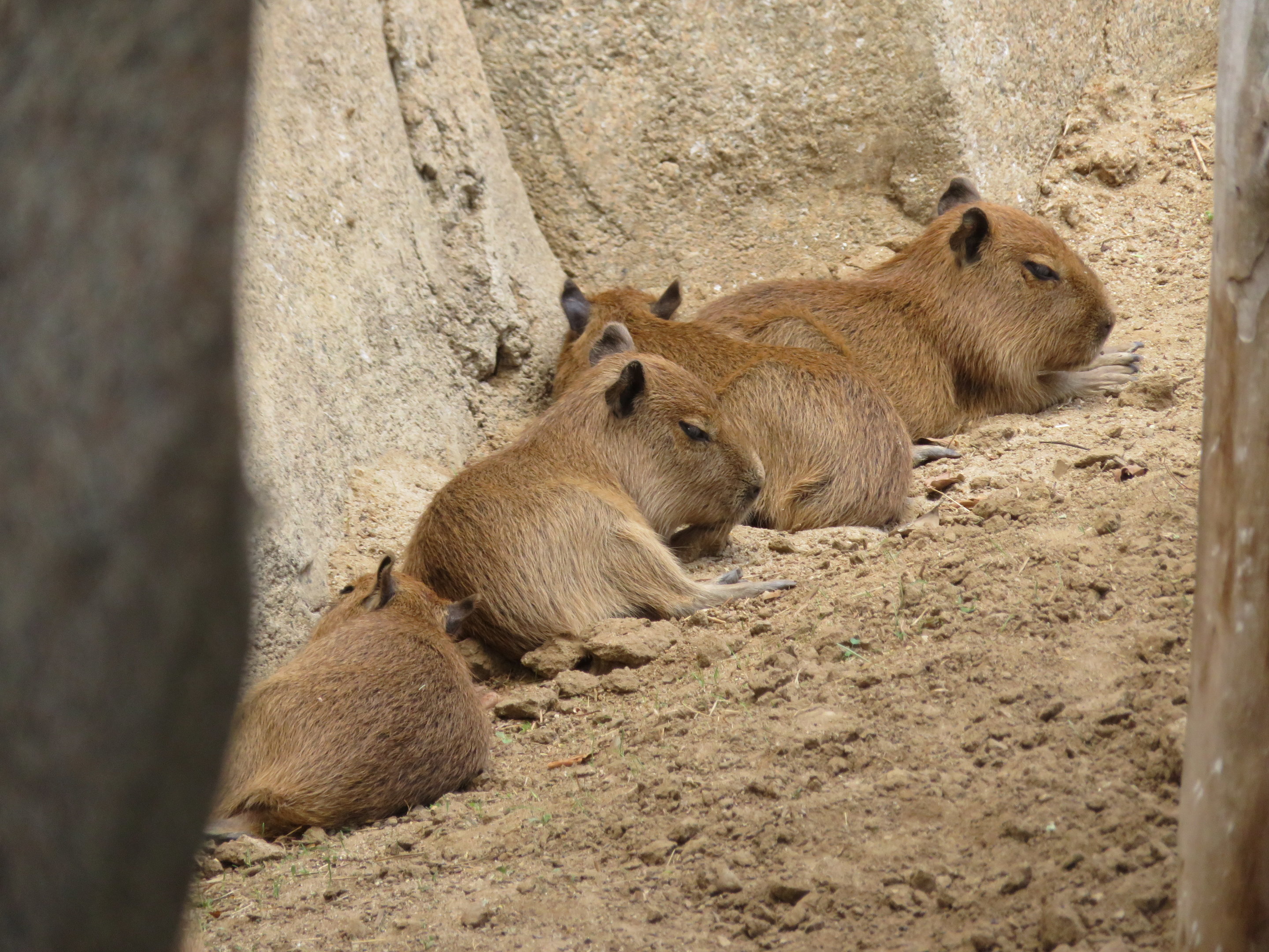Baby Capybaras
