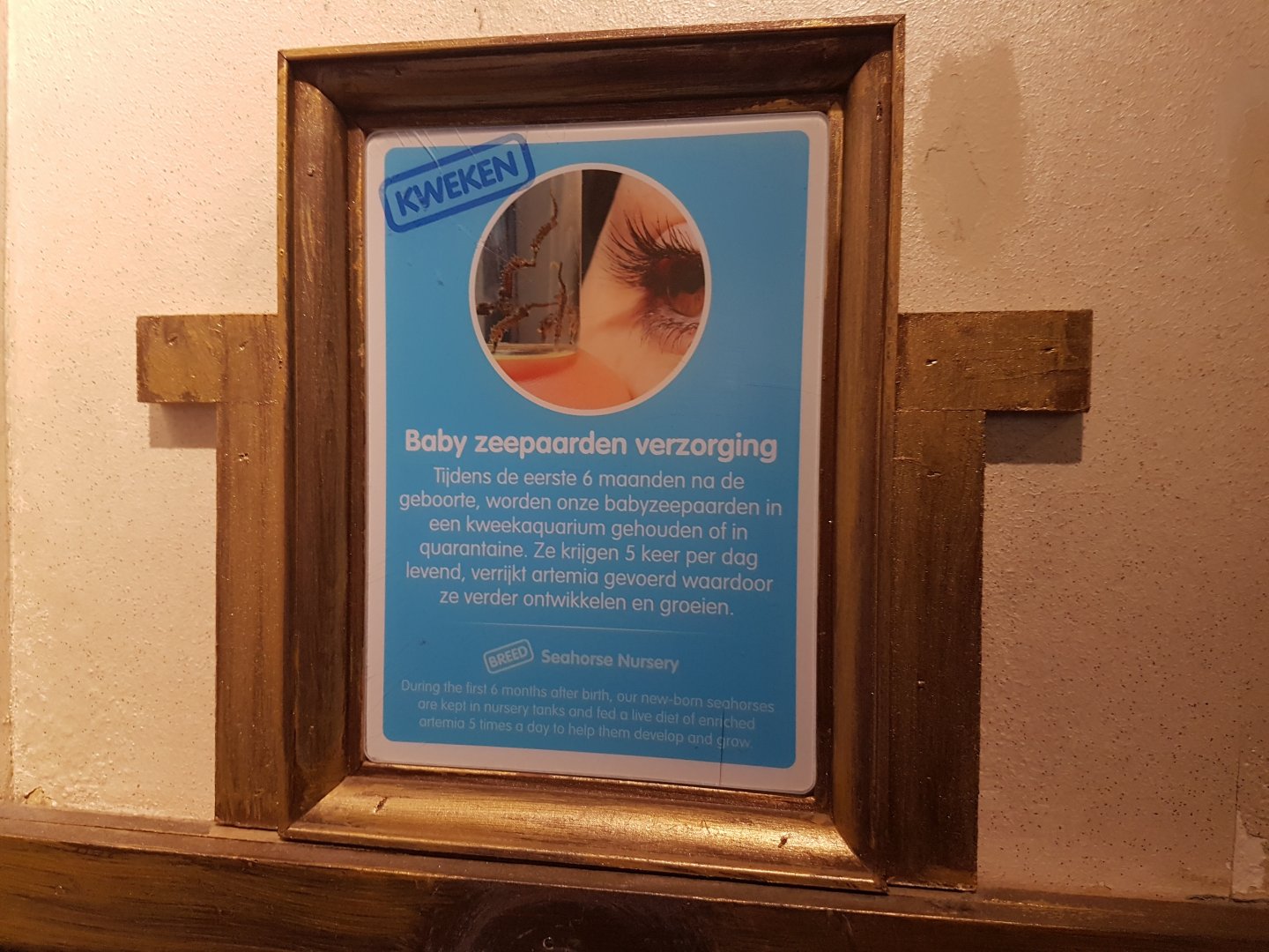 Baby-care taking info Seahorses