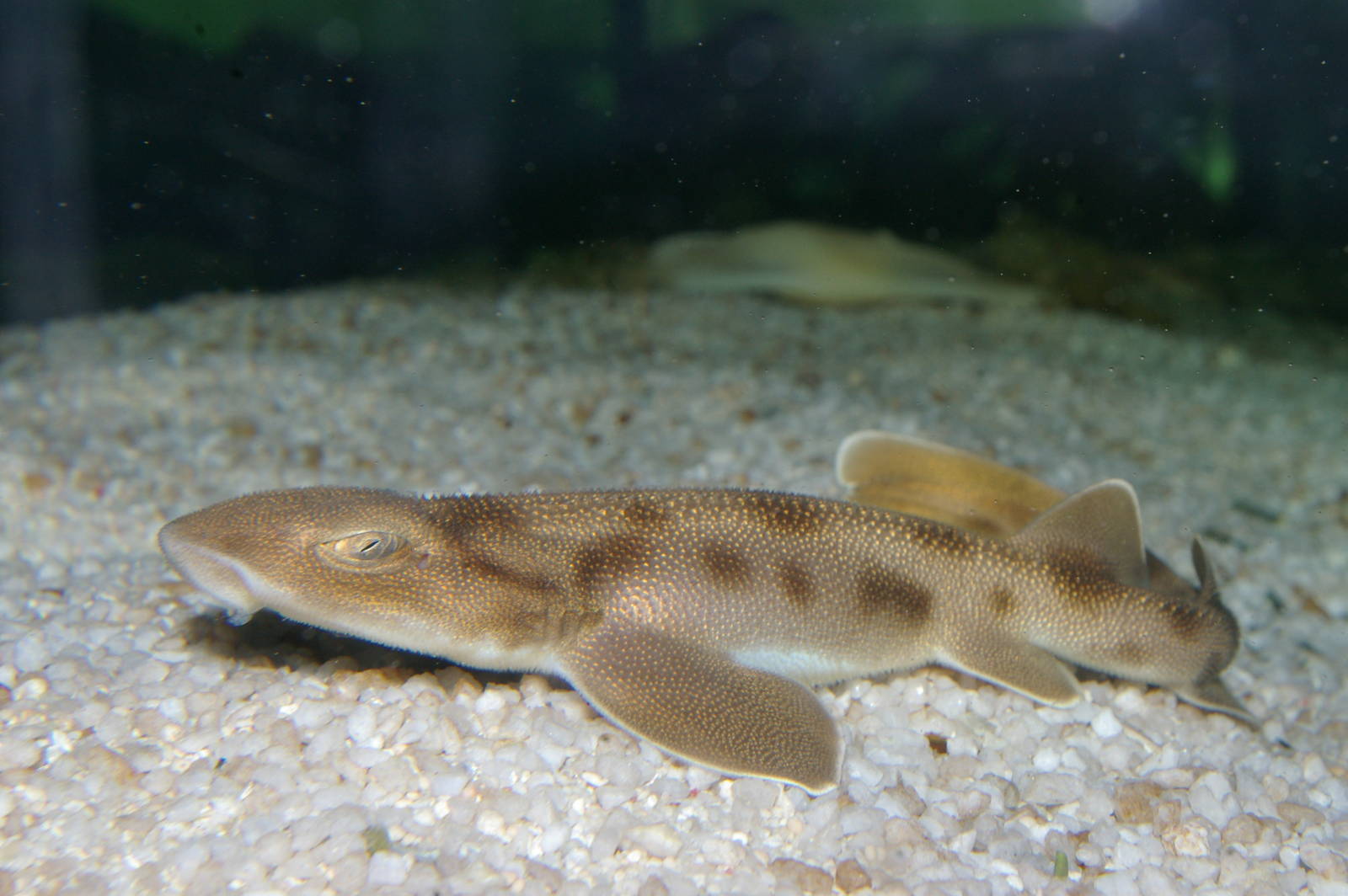baby carpet shark (Cephaloscyllium isabellum)