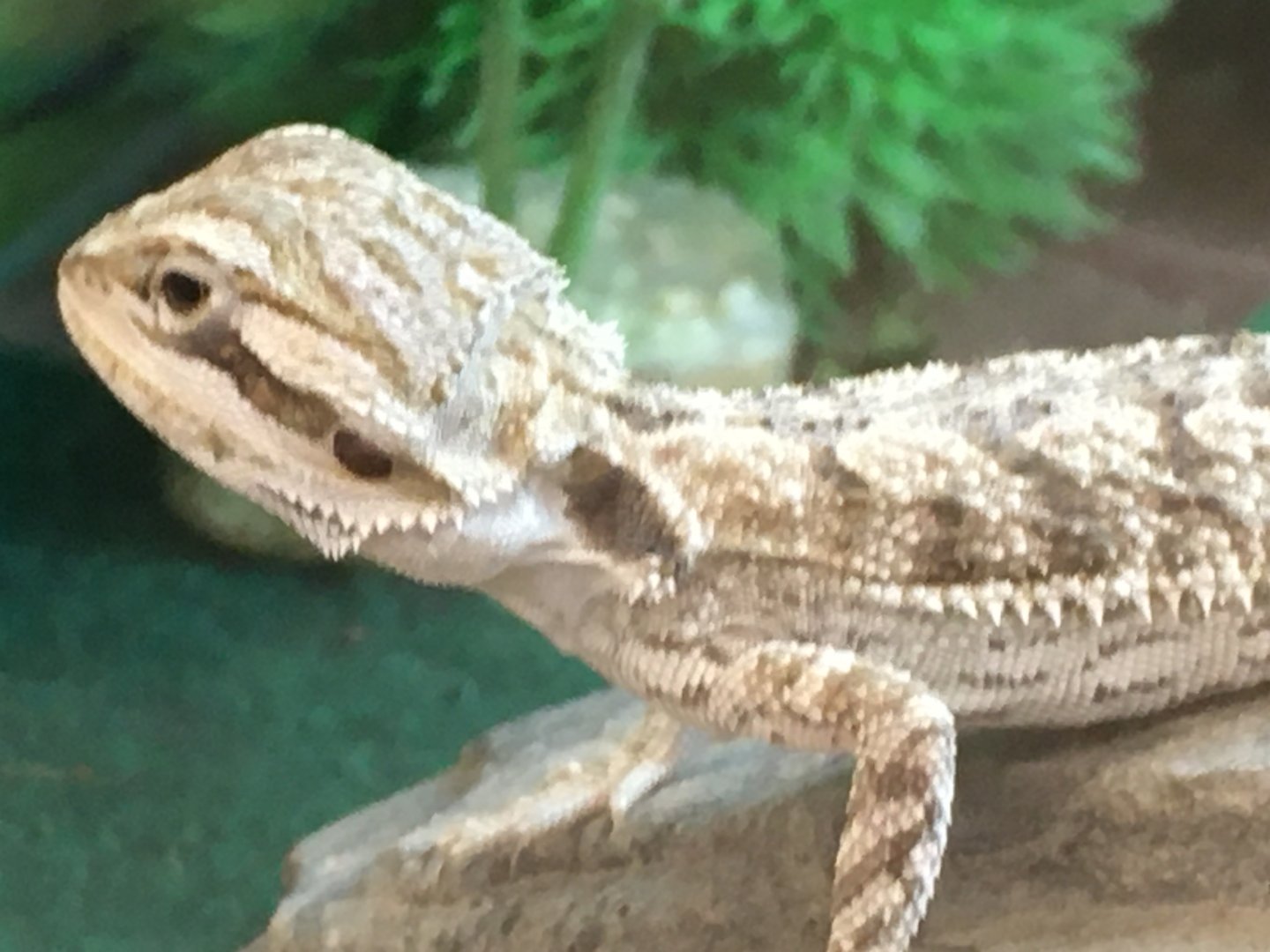 Baby Central Bearded Dragon