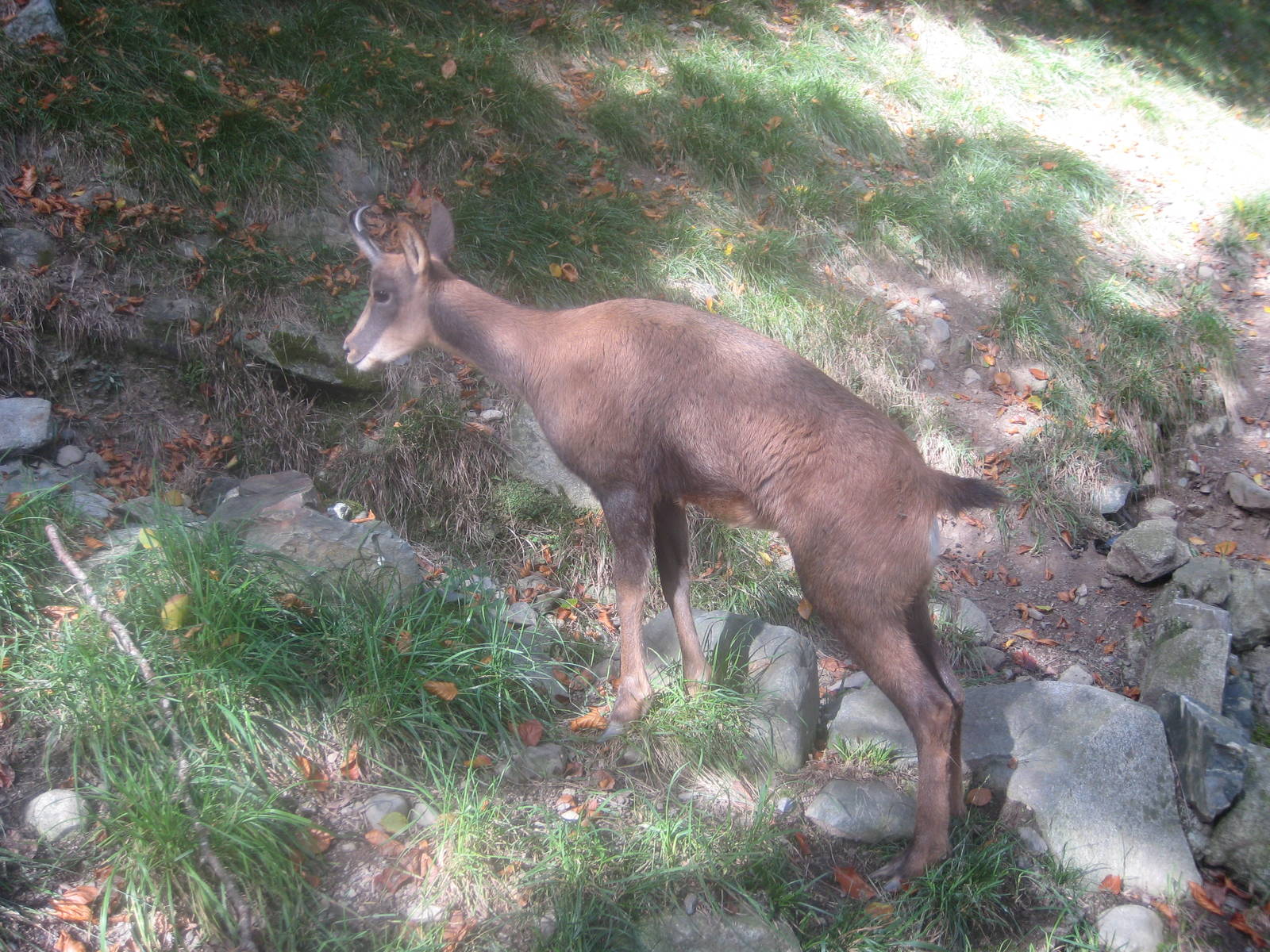 Baby Chamois