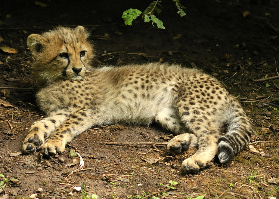 Baby cheetah at nuremberg zoo