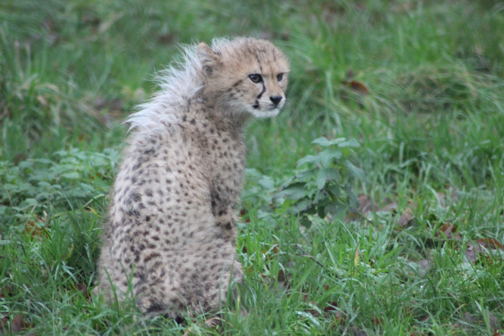 Baby Cheetah