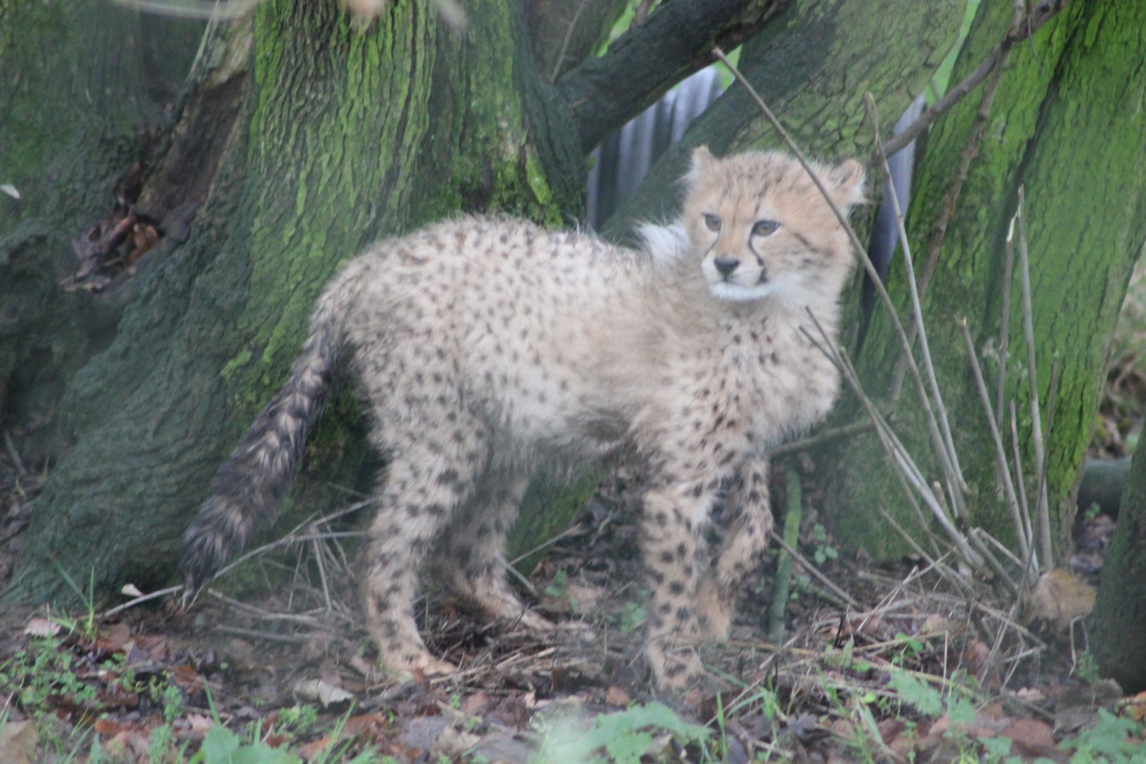 Baby Cheetah