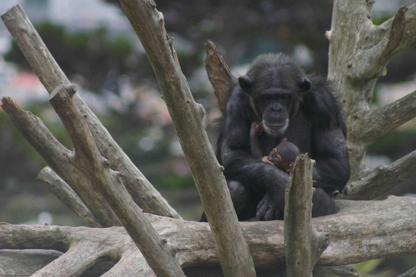 baby chimp at Wellington Zoo