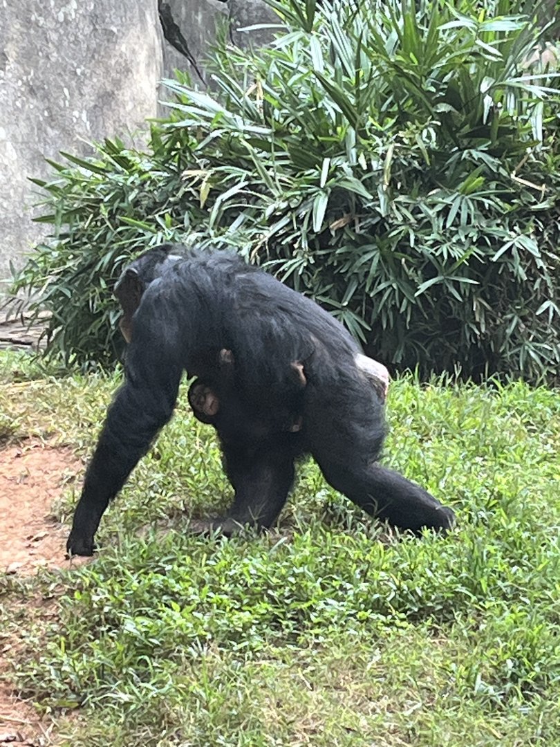 Baby Chimp clinging to Mom