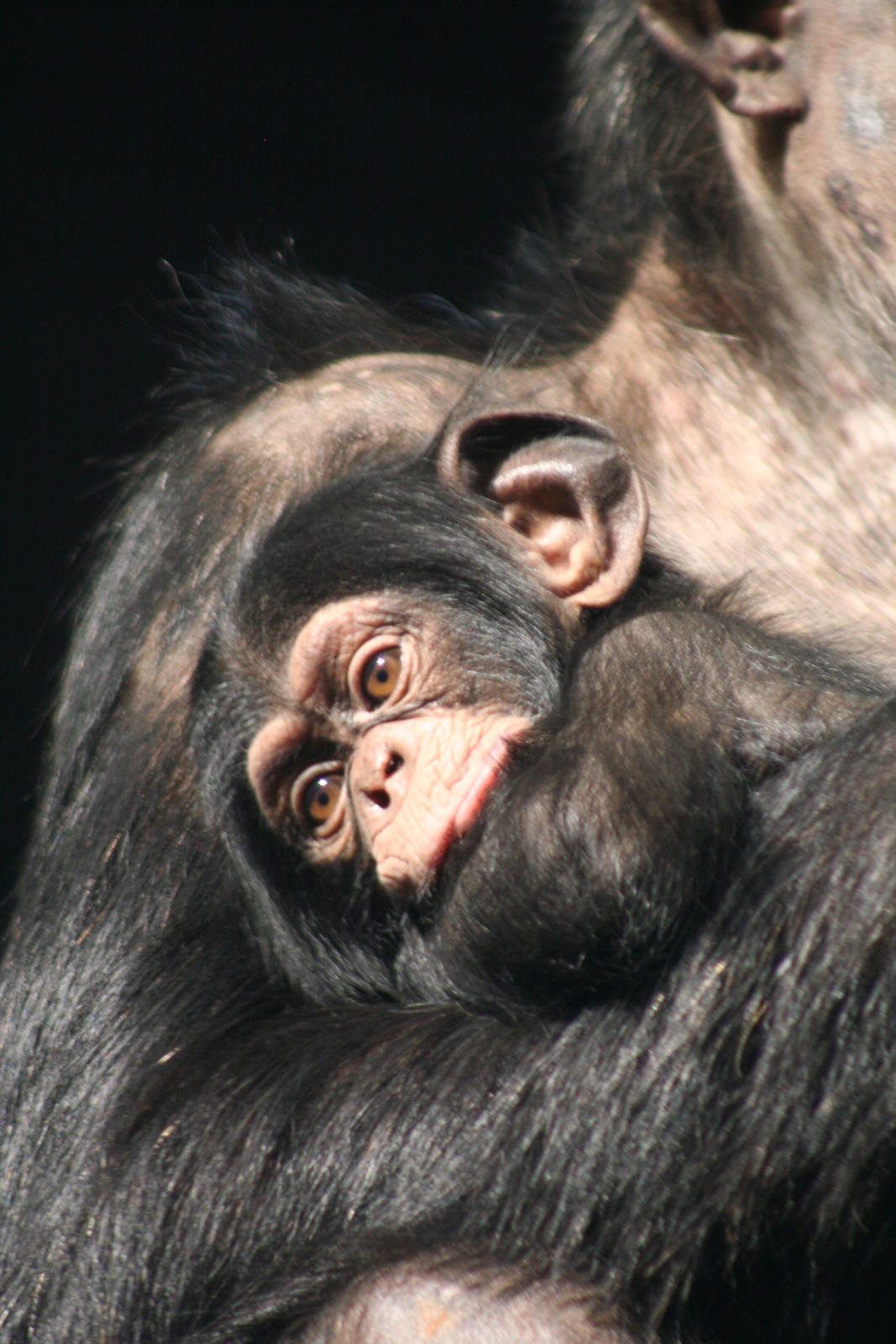 baby Chimp @ Edinburgh; 17.10.2014