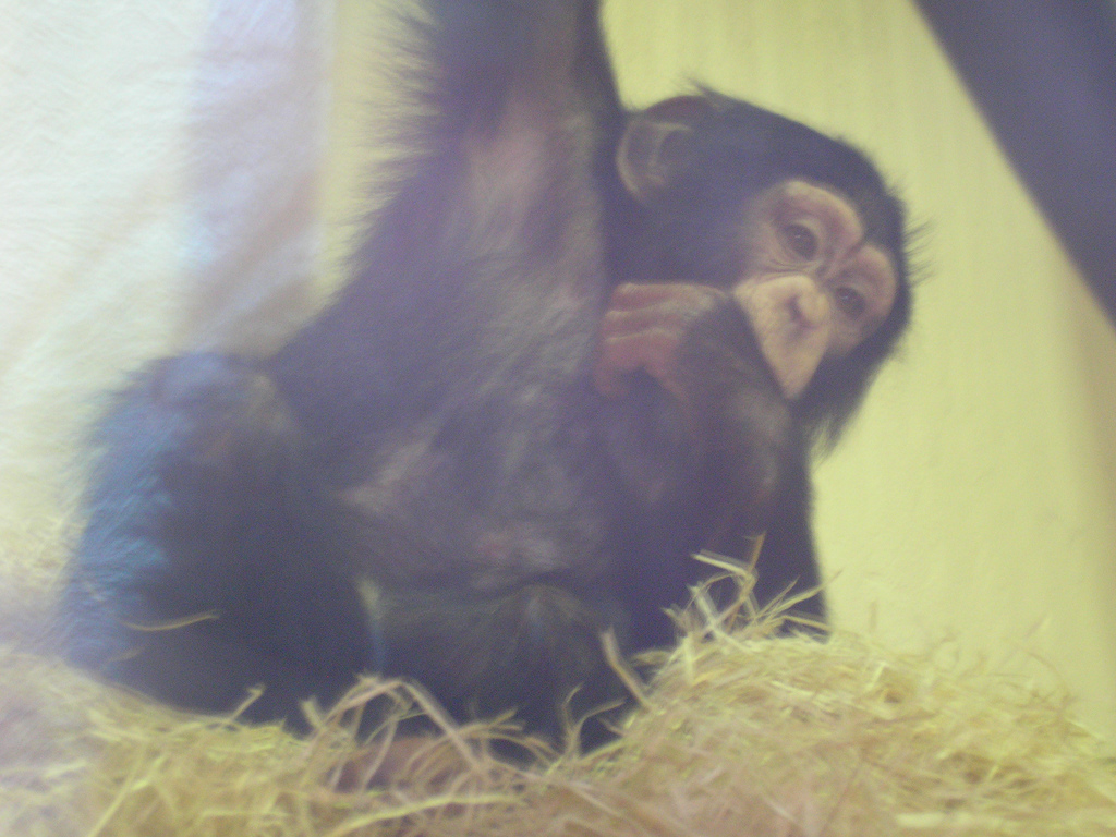 Baby Chimp, Monkey World, June 2007