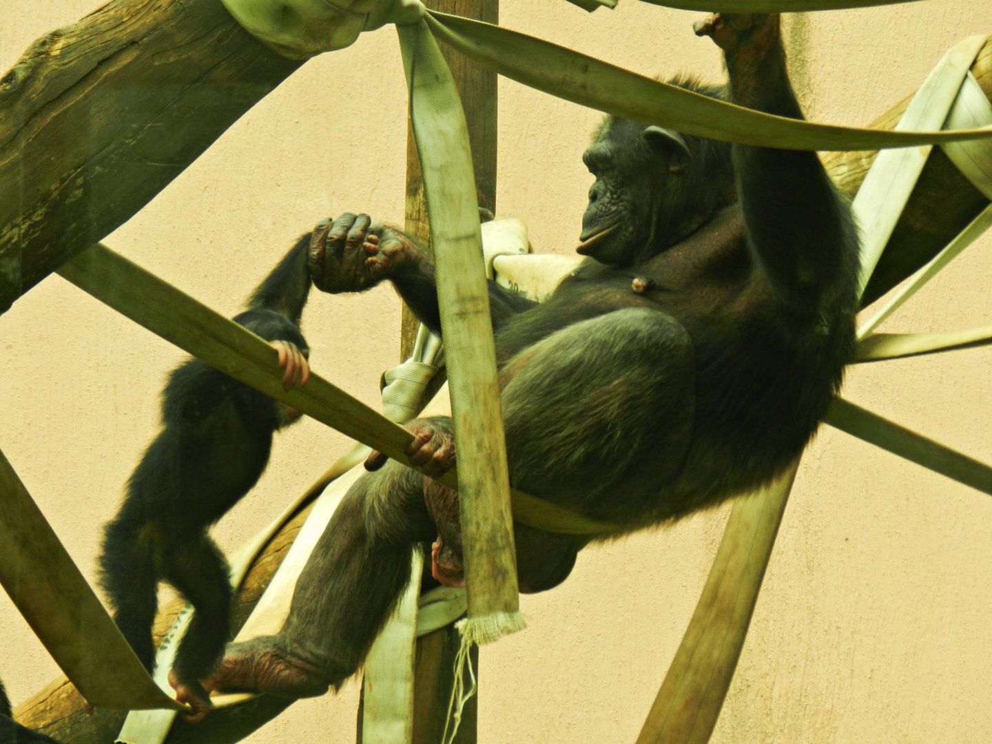 Baby chimp playing with an elderly - Zoo São Paulo
