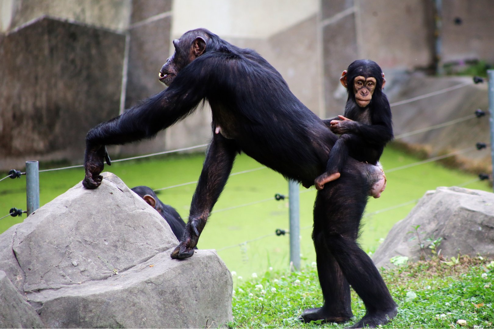 Baby Chimp Riding on Mom’s Back