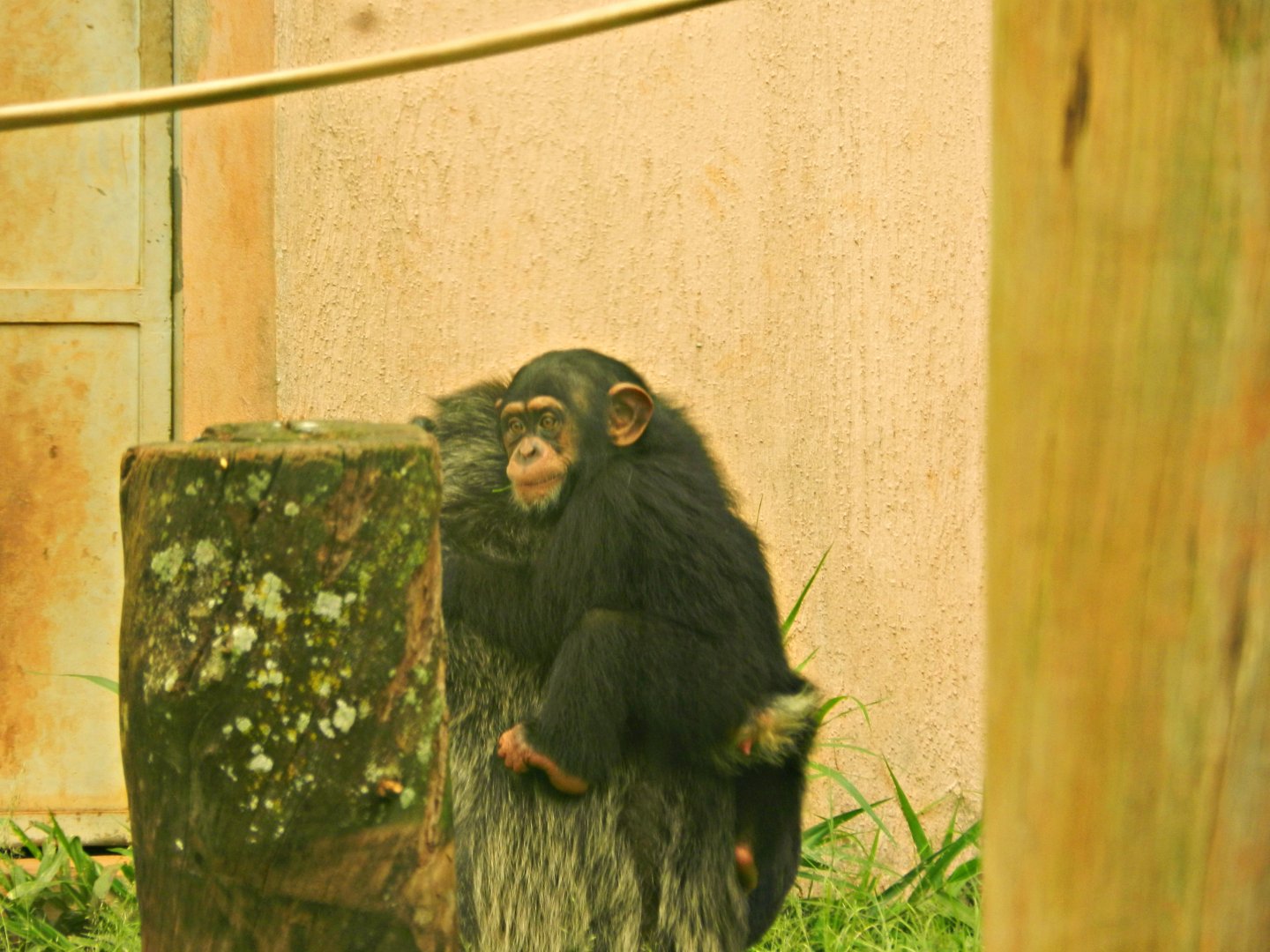 Baby chimp - Zoo São Paulo