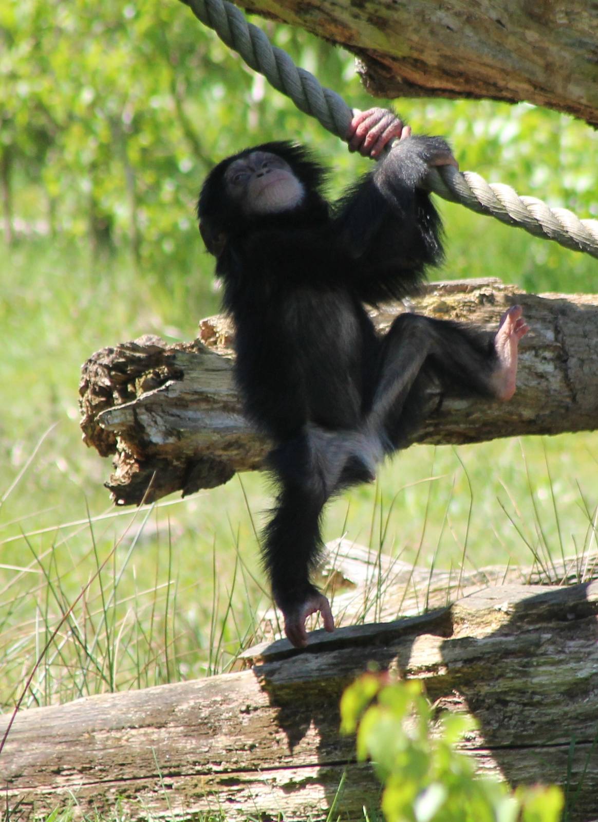 Baby Chimp