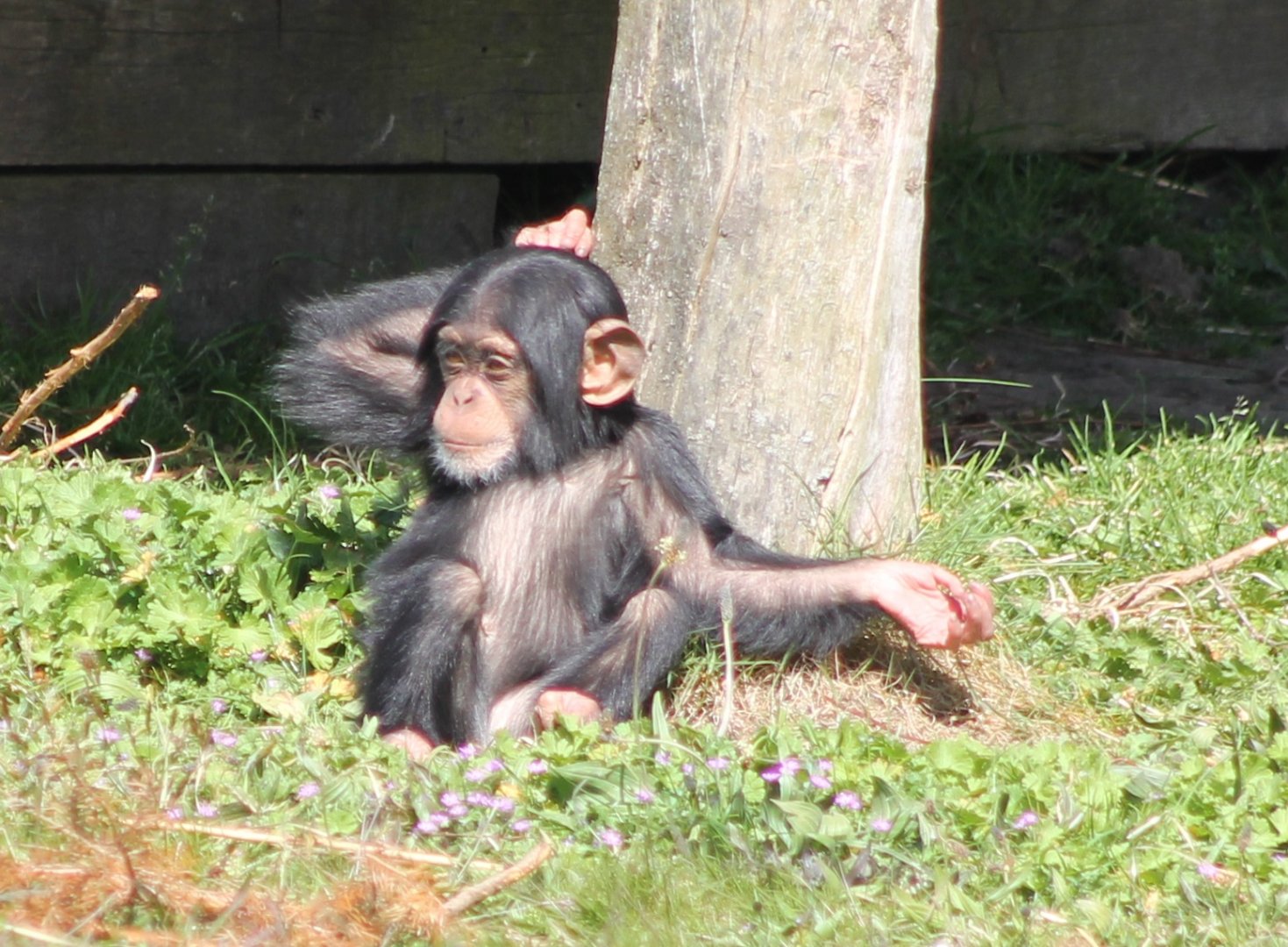 Baby Chimp