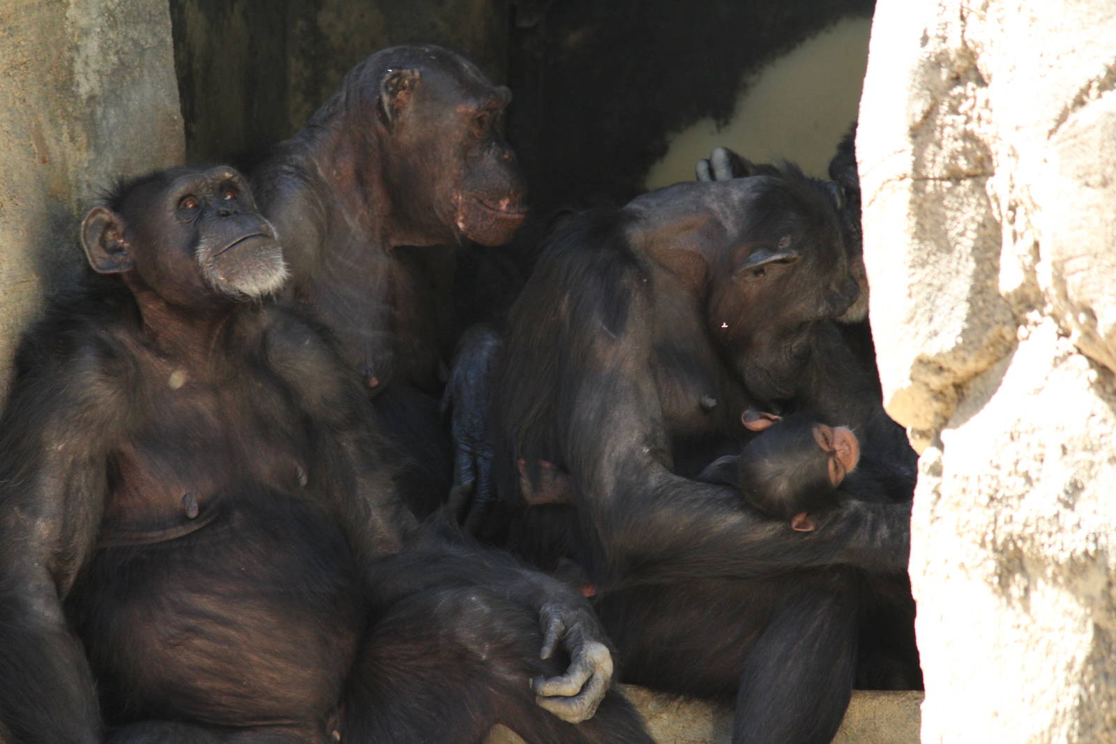 Baby chimpanzee 06-24-2012
