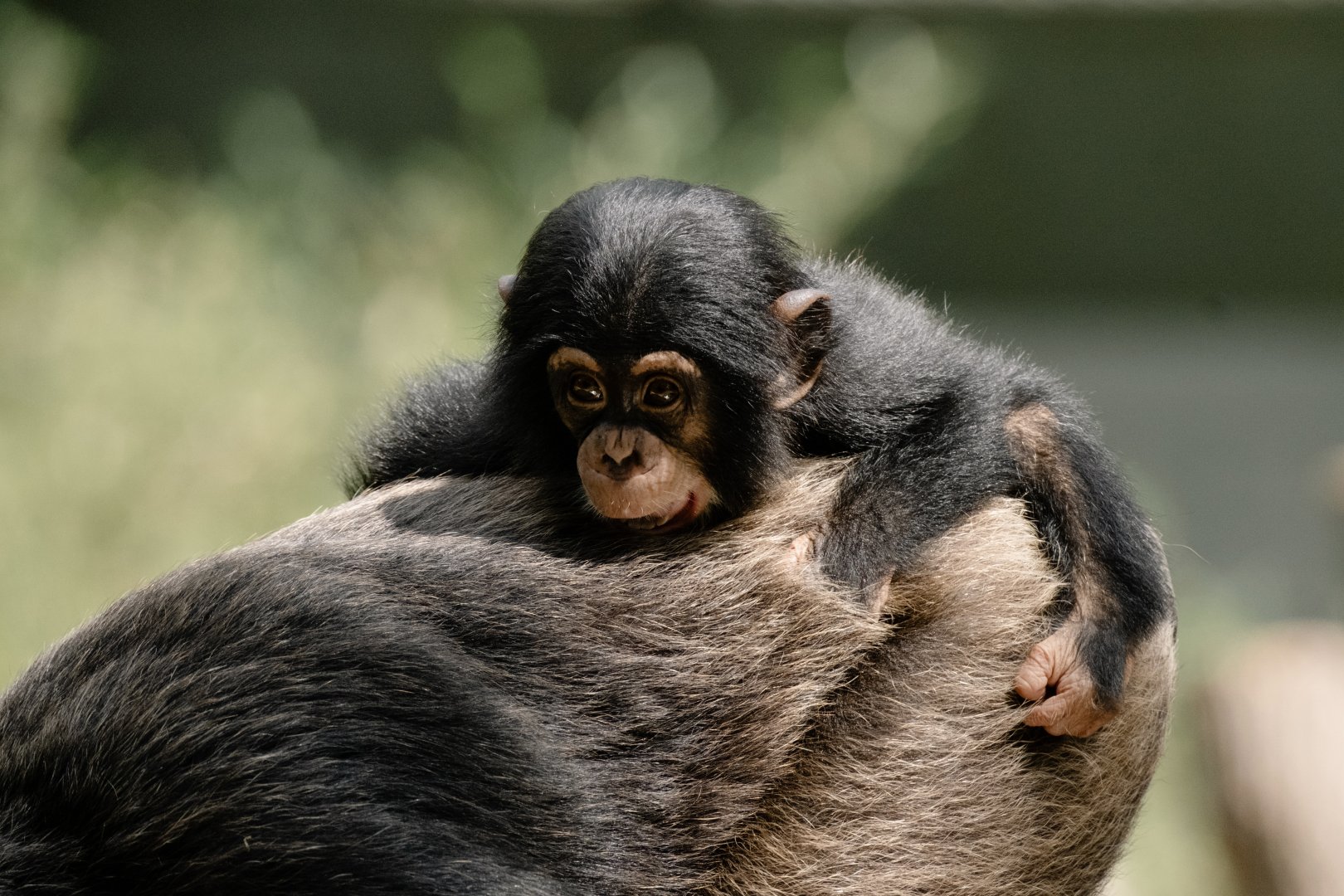 Baby Chimpanzee (Pan troglodytes)