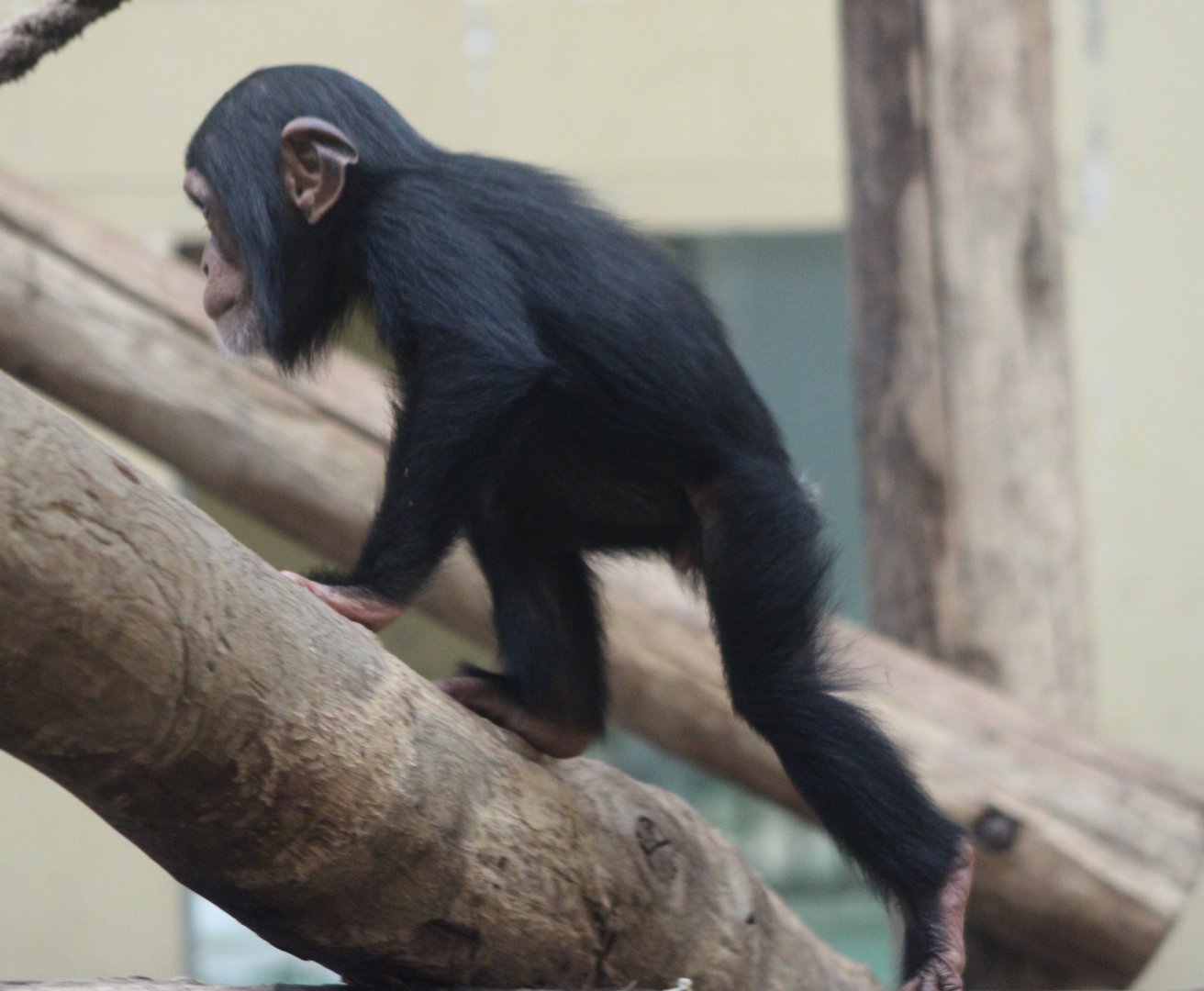 Baby Chimpanzee