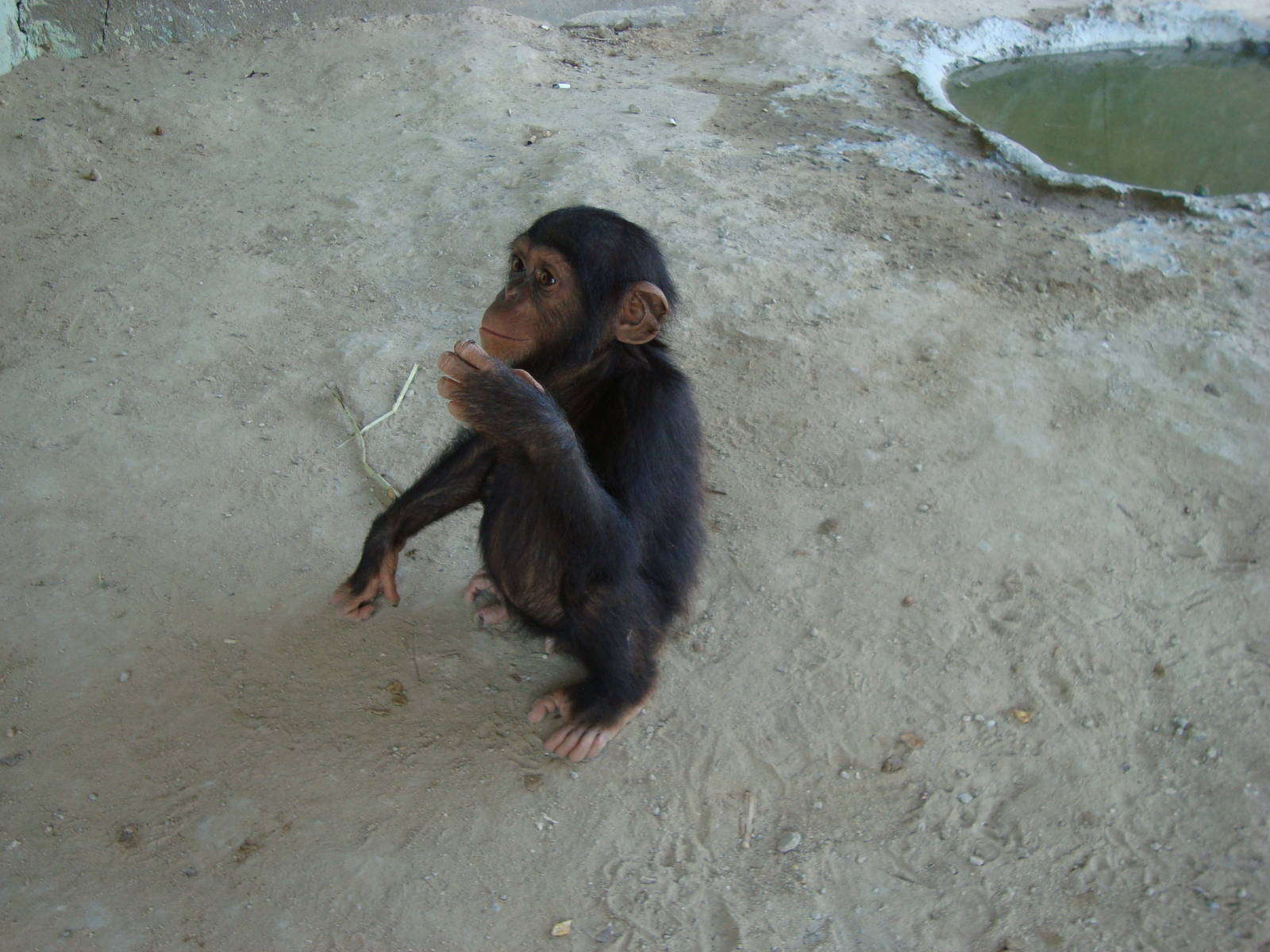 Baby Chimpanzee
