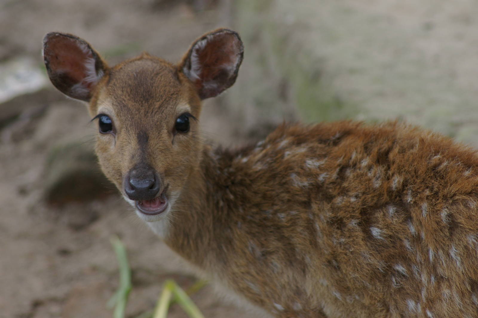 baby chital (Axis axis)