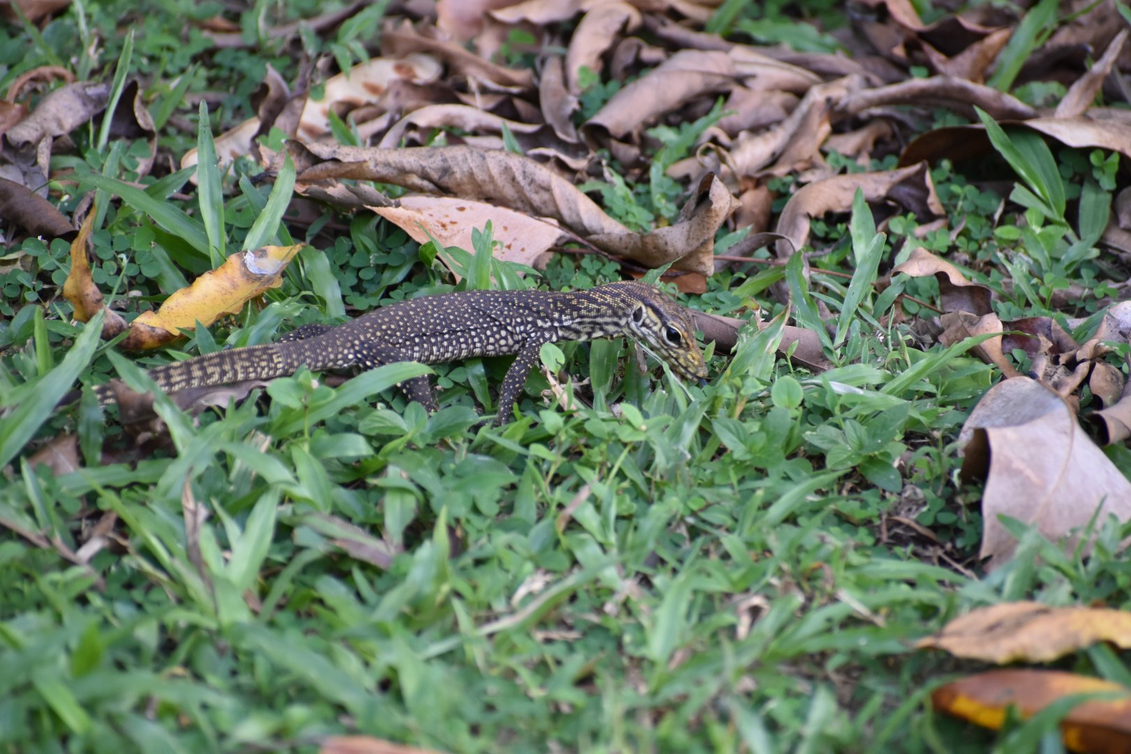 Baby Clouded Monitor ~ Singapore Botanic Gardens