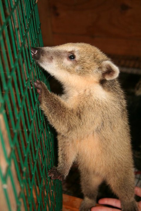 Baby Coati
