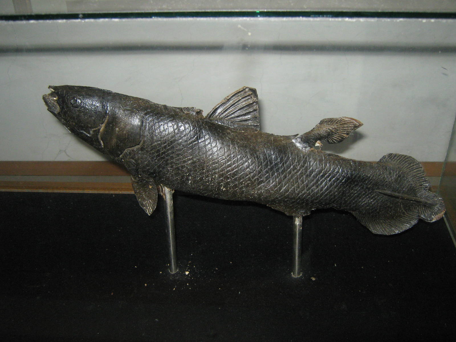 baby coelacanth at the Aquarium
