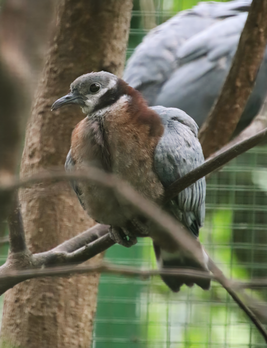 Baby collared imperial pigeon (Ducula mullerii)