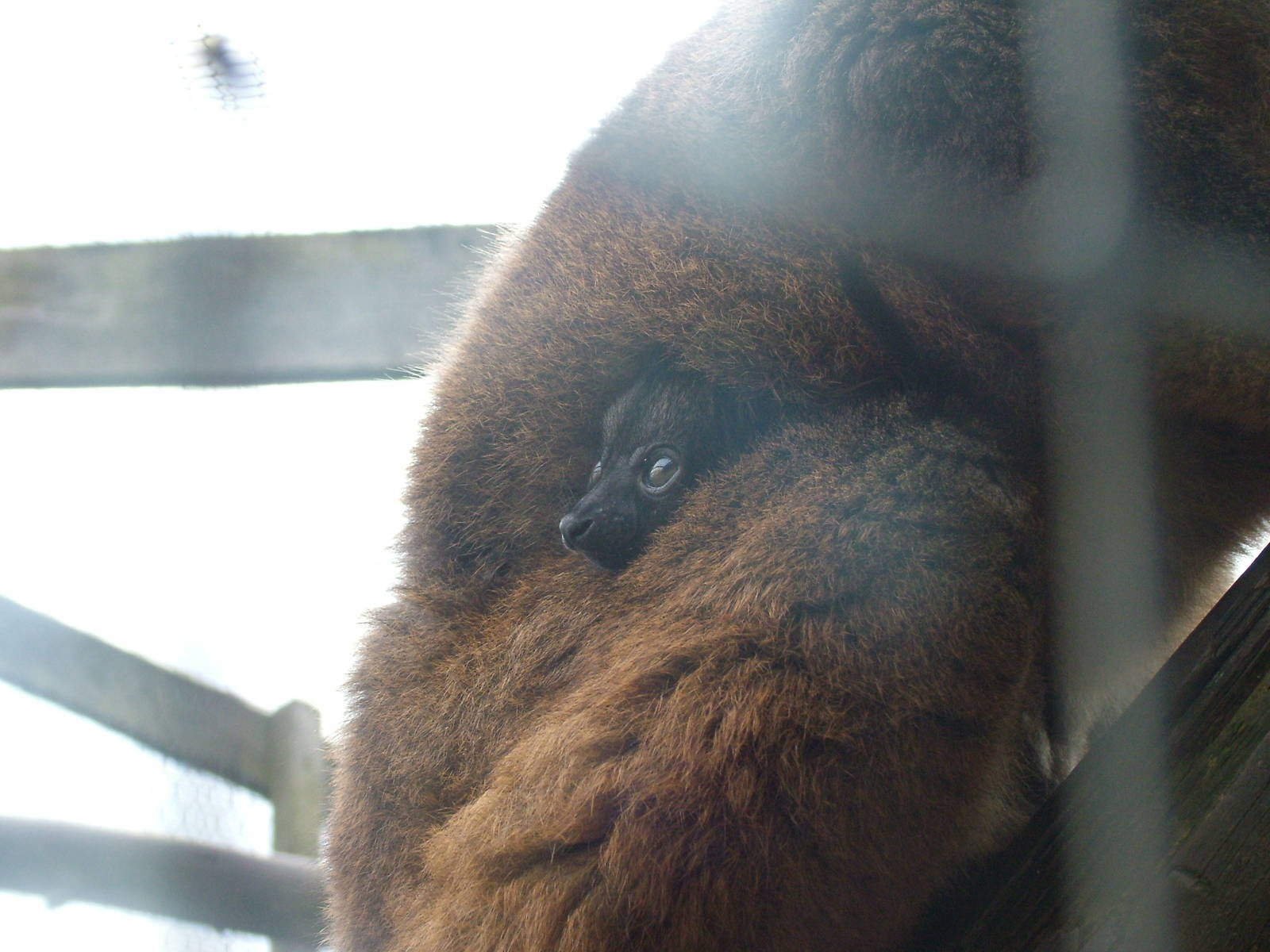 Baby Collared Lemur at Hamerton 05/04/10