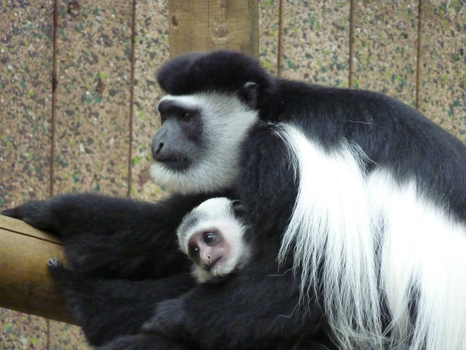 Baby colobus - 24th August 2012.