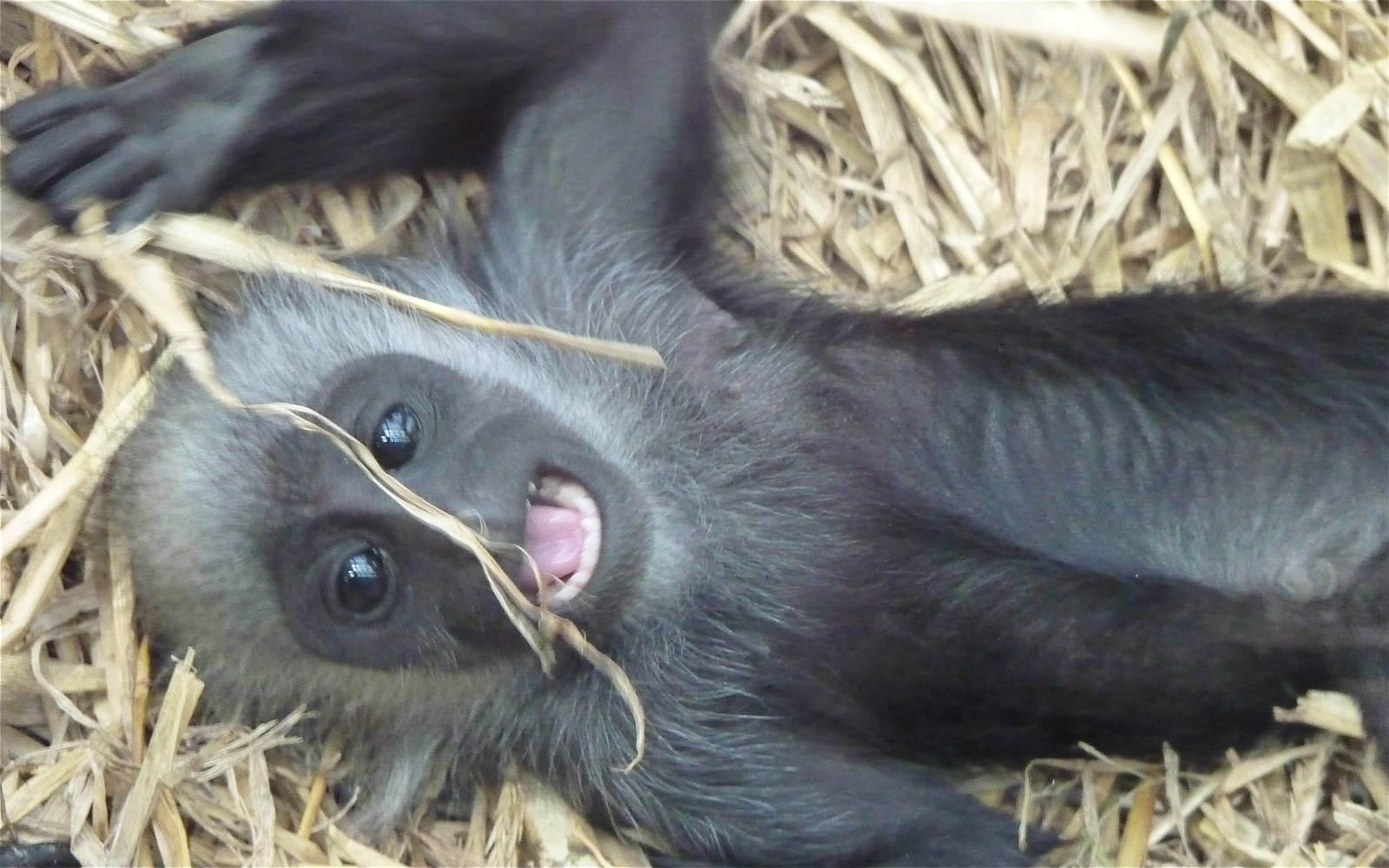 Baby Colobus Monkey
