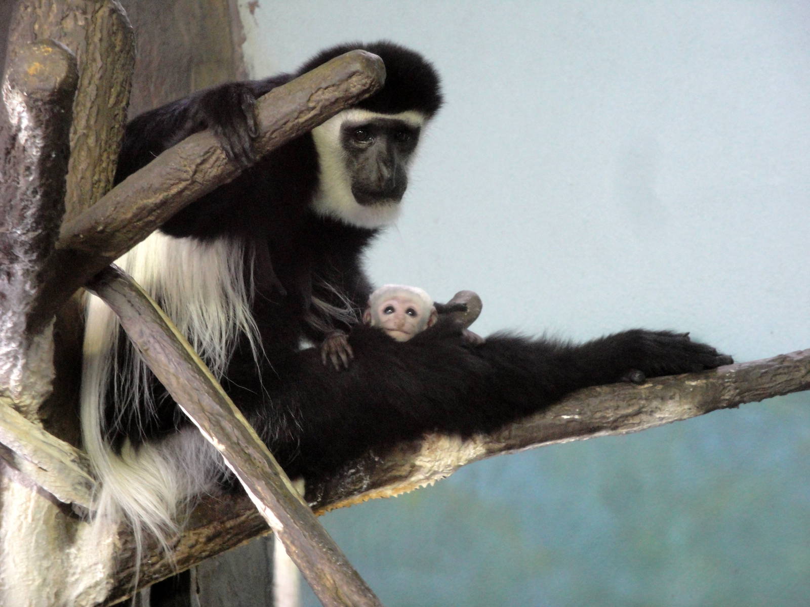 Baby Colobus Monkey
