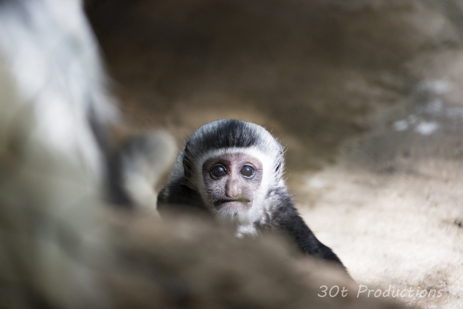 Baby Colobus Monkey