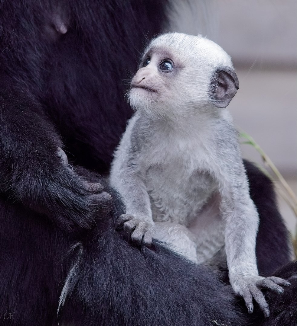 Baby Colobus Monkey