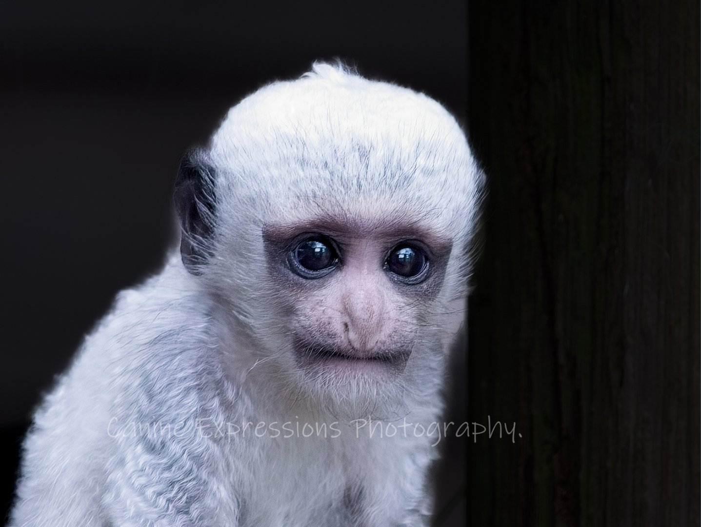 Baby Colobus Monkey