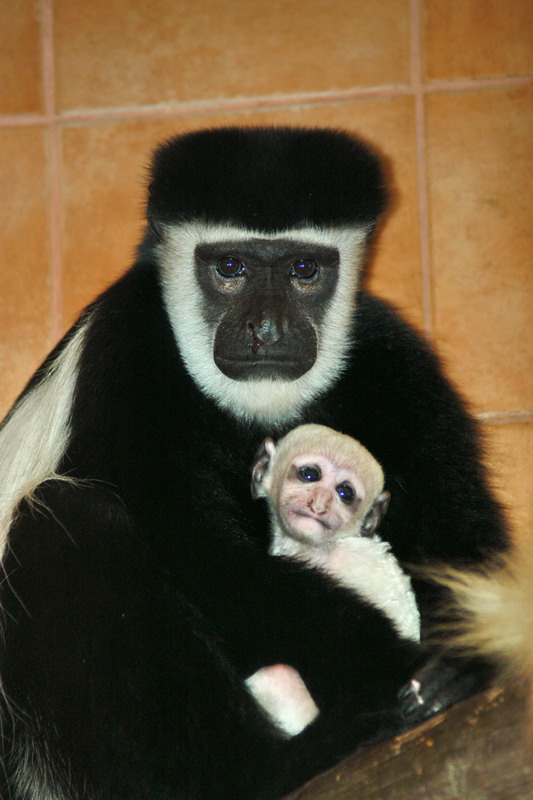 Baby colobus monkey
