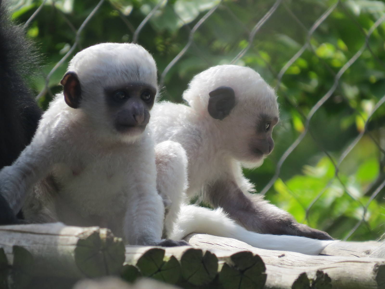 Baby Colobus Monkeys