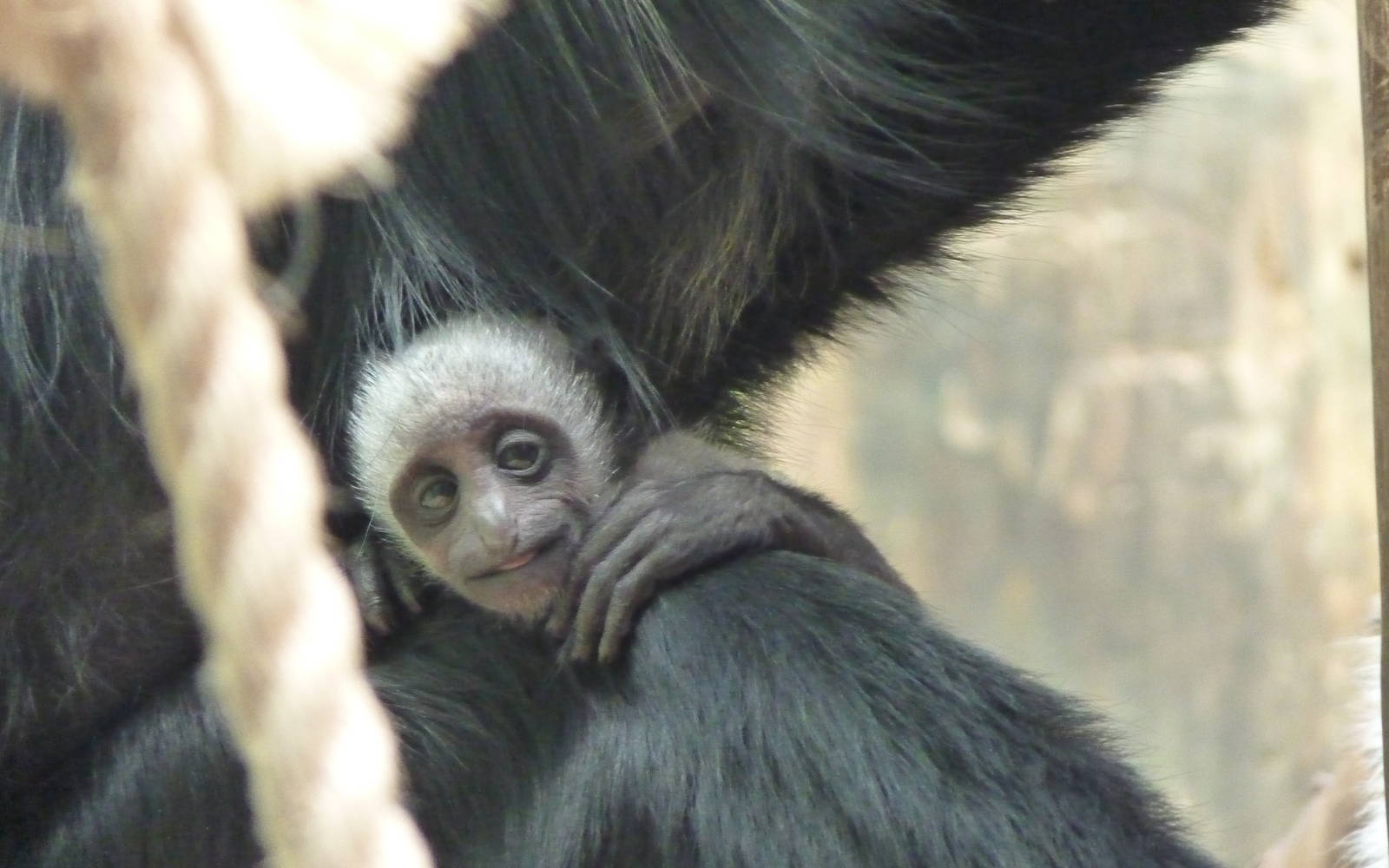 Baby Colobus
