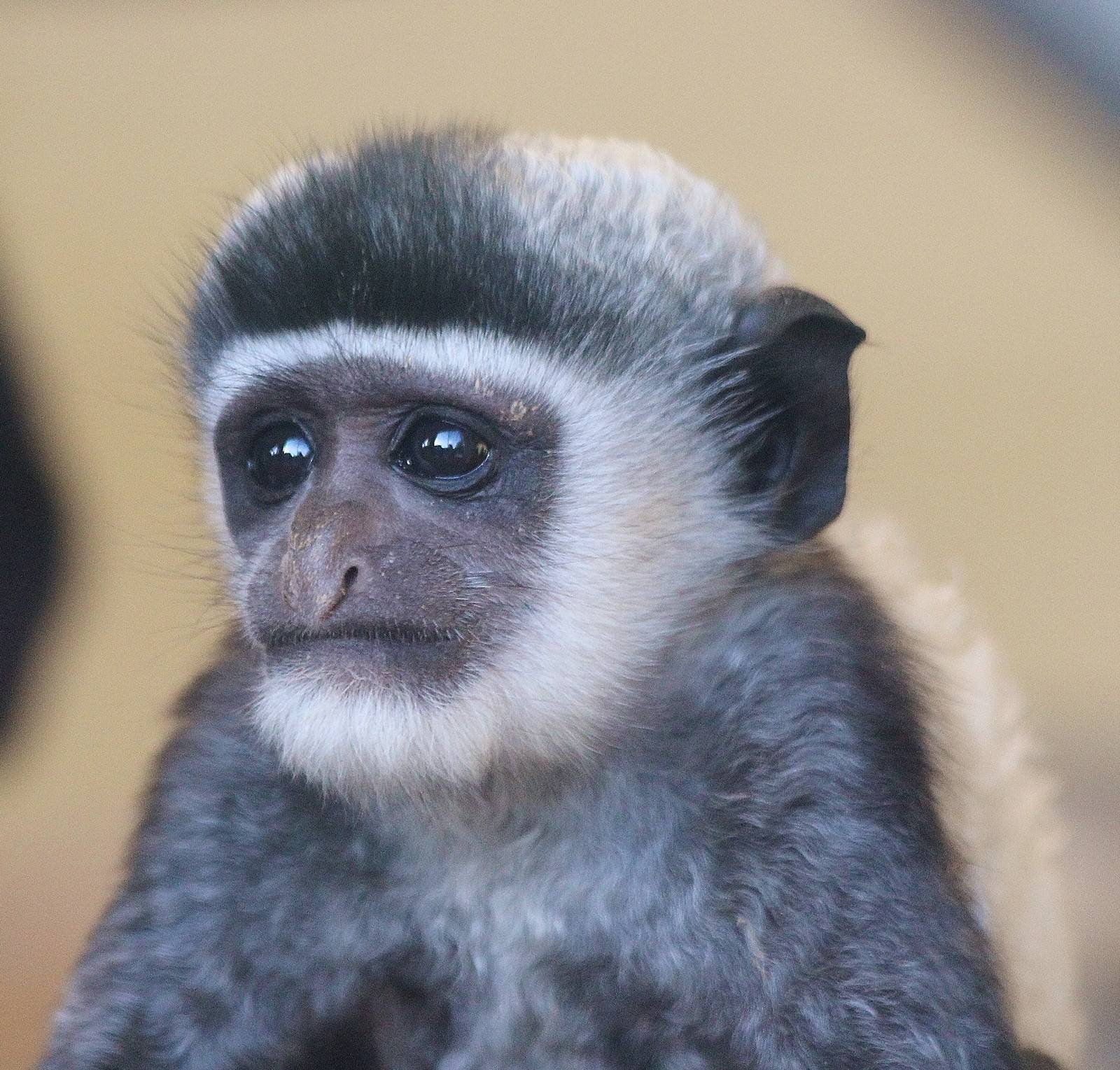 Baby Colobus