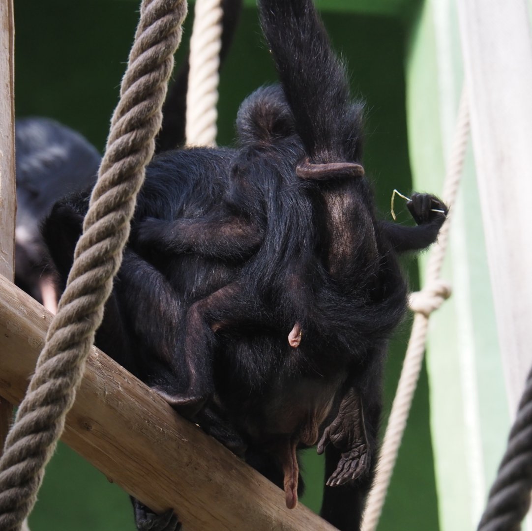 Baby Colombian black spider monkey (Ateles fusciceps rufiventris), 2019-04-20