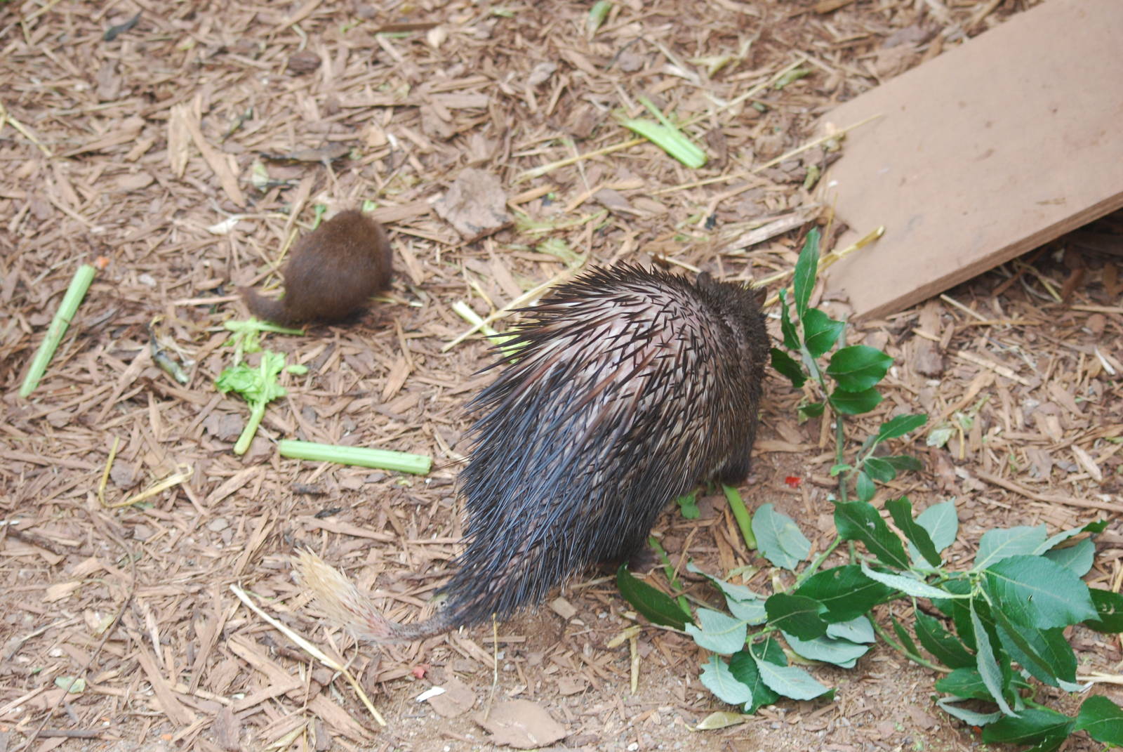 Baby common cusimanse and African brush-tailed porcupine
