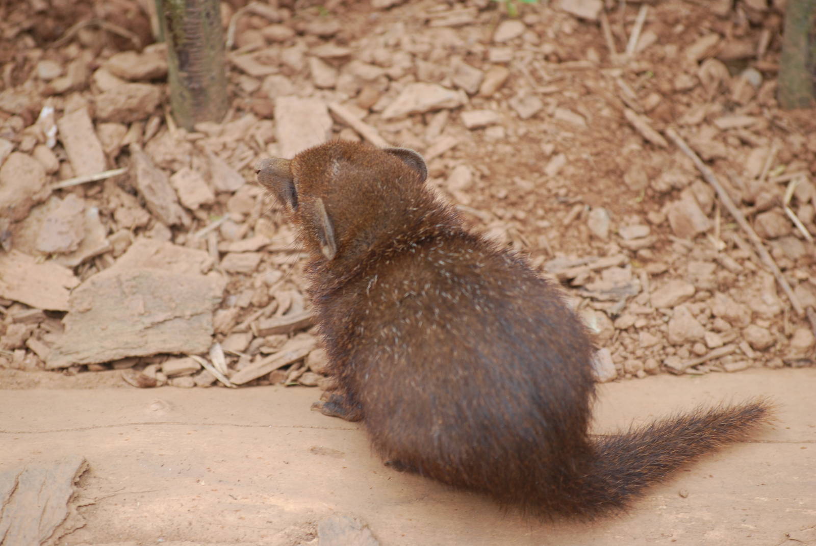 Baby common cusimanse