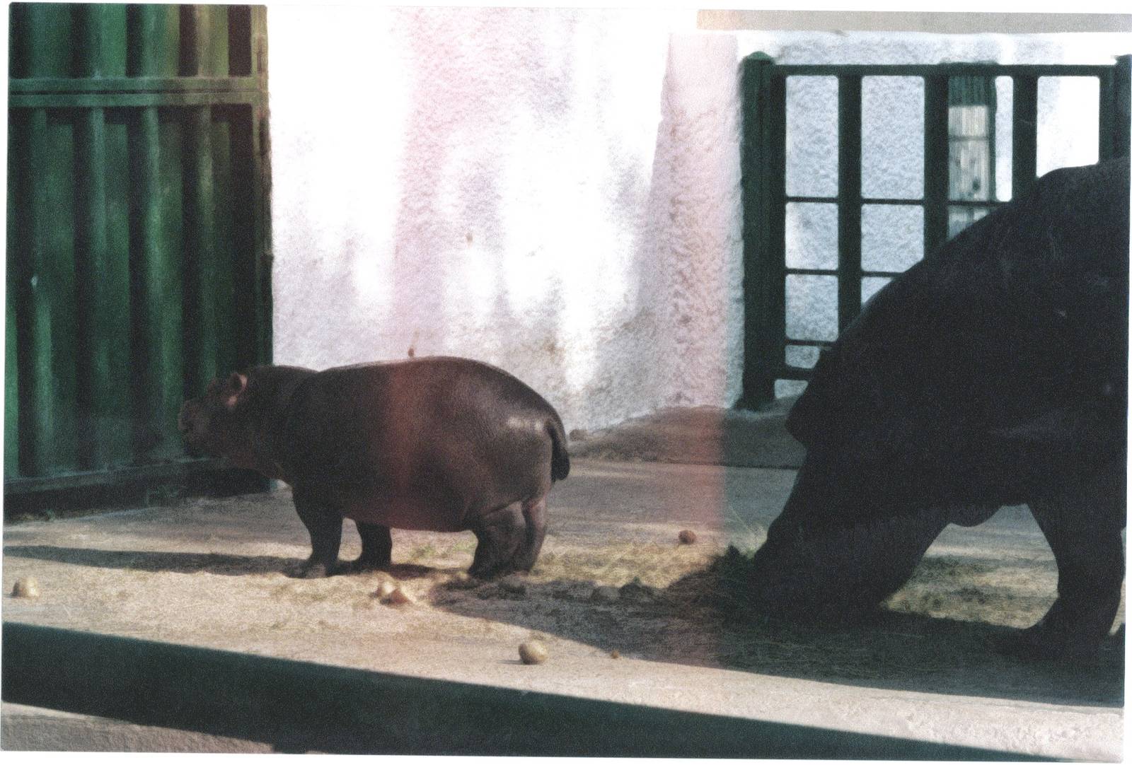 Baby common hippo and mom.