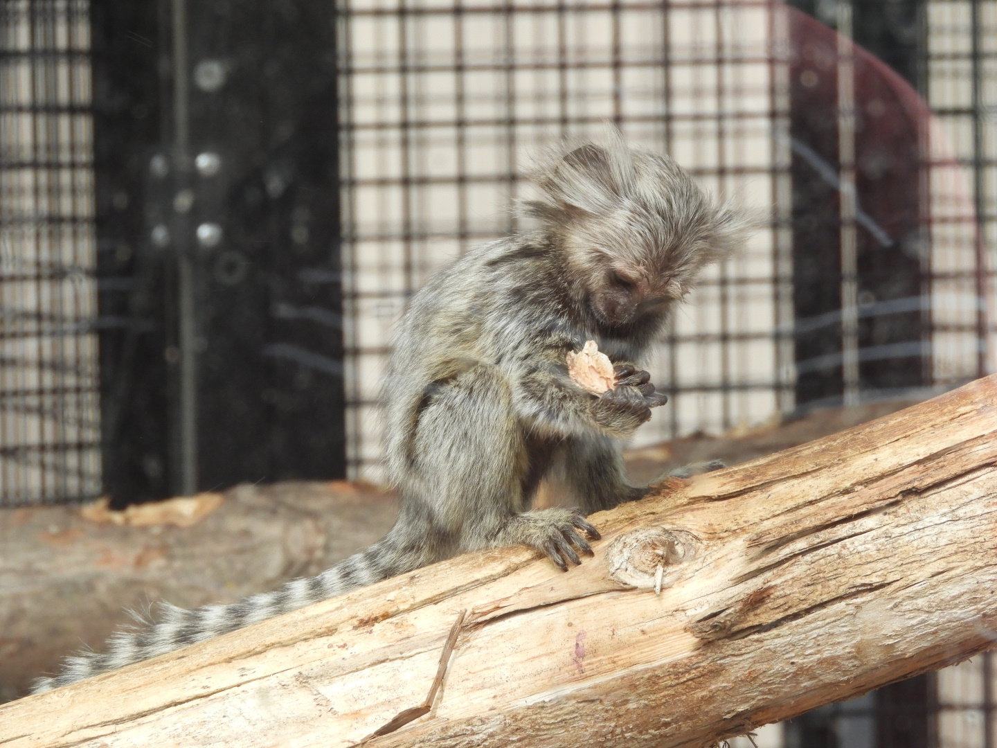 Baby Common Marmoset (Callithrix jacchus)