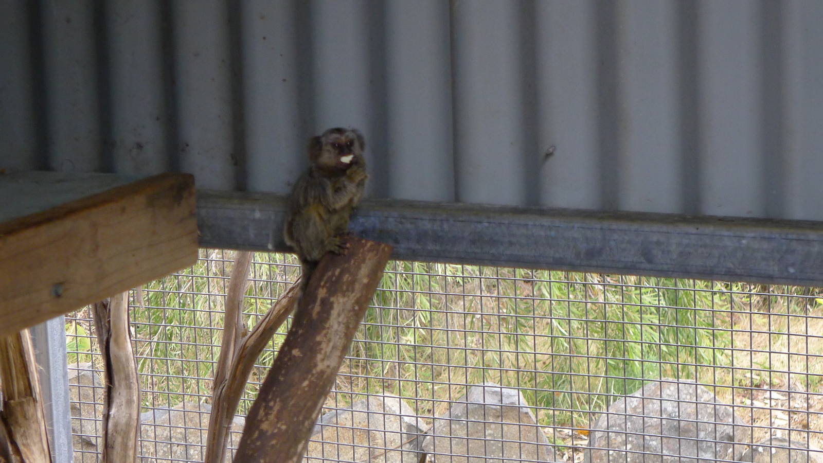 baby Common Marmoset