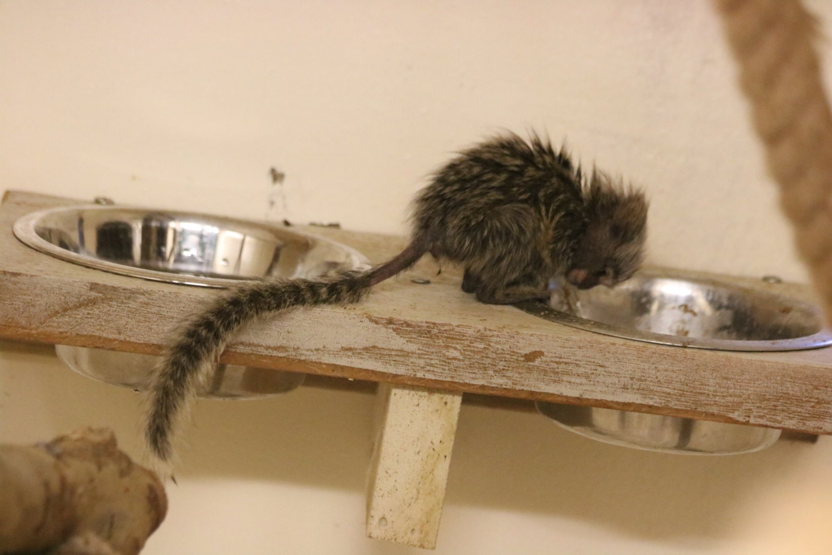 Baby Common Marmoset