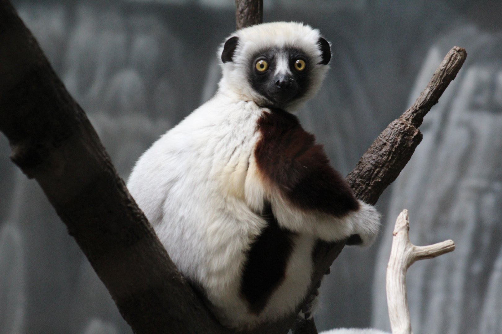 Baby Coquerel's Sifaka