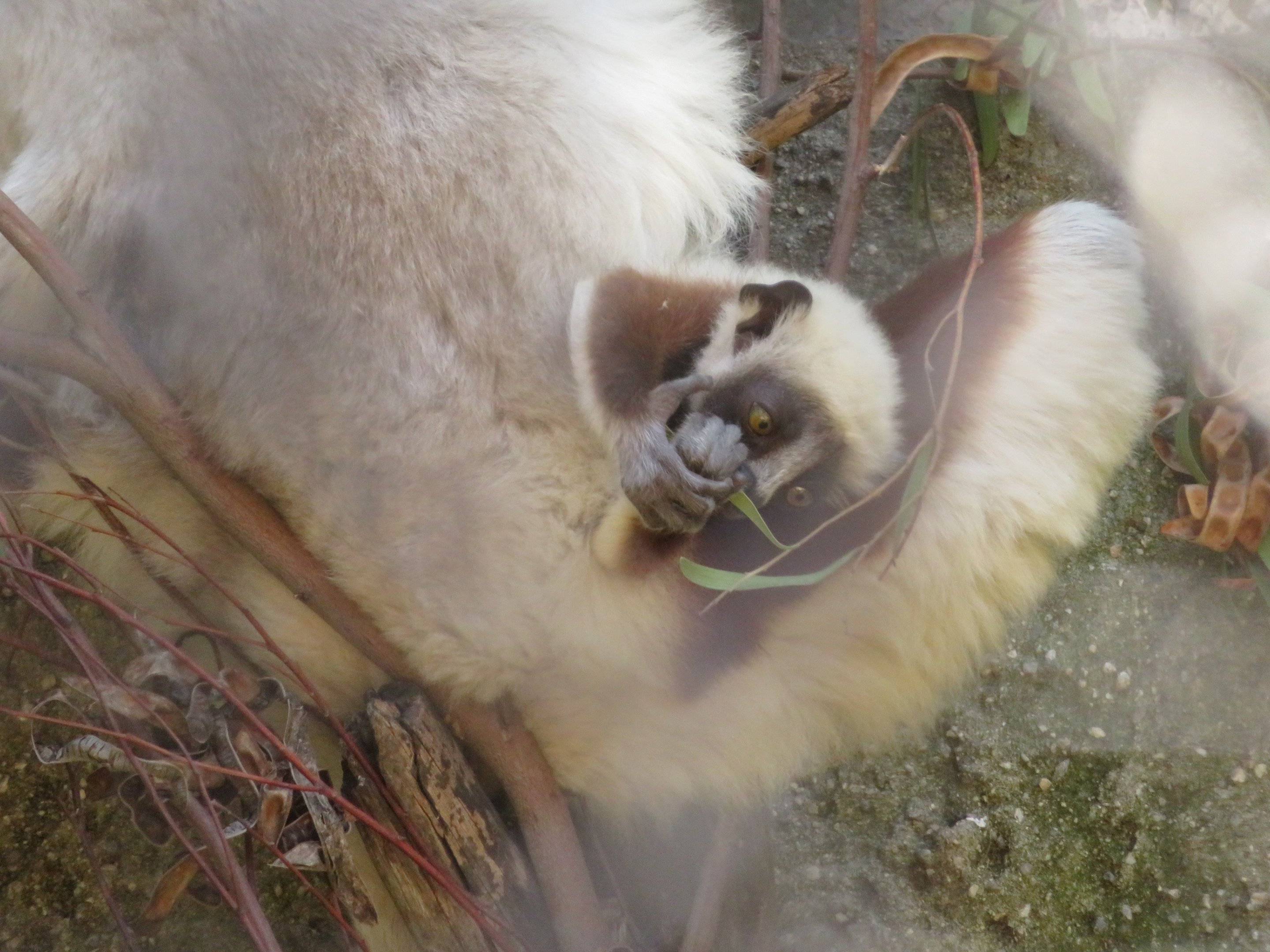 Baby Coquerel's Sifaka