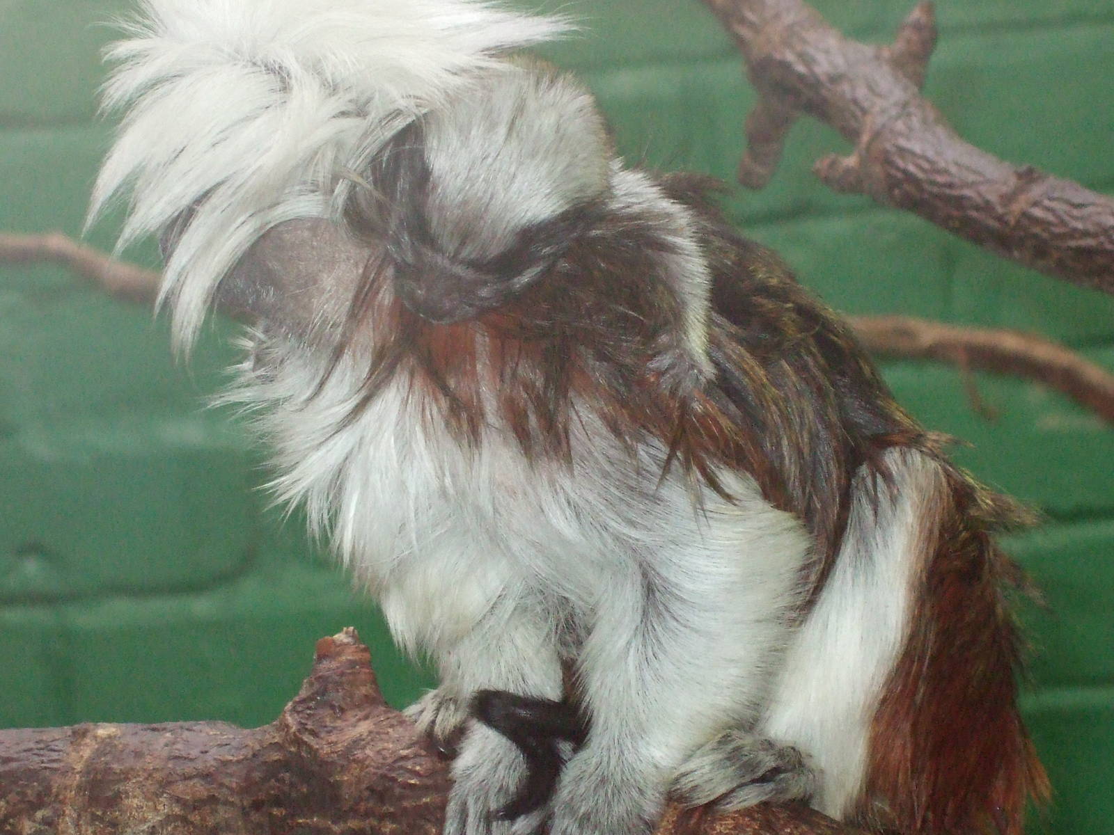 baby cotton top in the clore