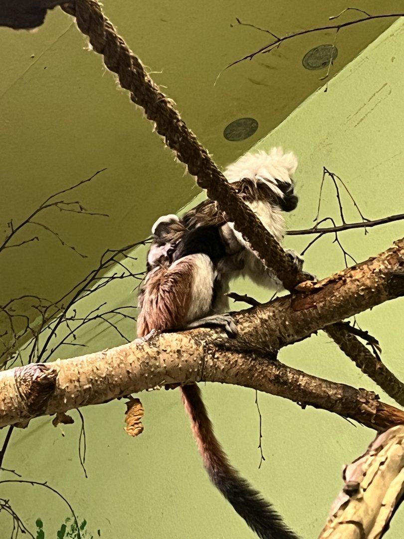 Baby Cotton-topped tamarins 8.6.24